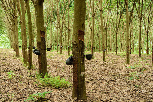 istock Rubber Tree plantation in north of Thailand. 590159316