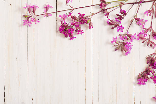 istock pink flowers on white wooden background 590159394