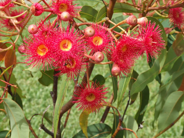 istock Red gum flowers with bee 590159678