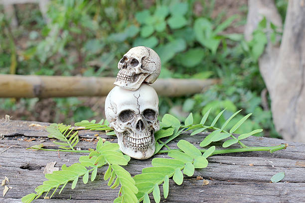 istock Still life of Human Skull in nature 590160028