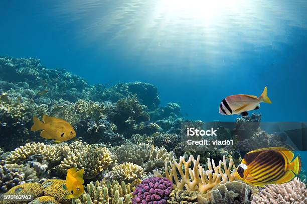 Tropical Fish On Coral Reef Stock Photo - Download Image Now - Animal, Animal Wildlife, Biodiversity