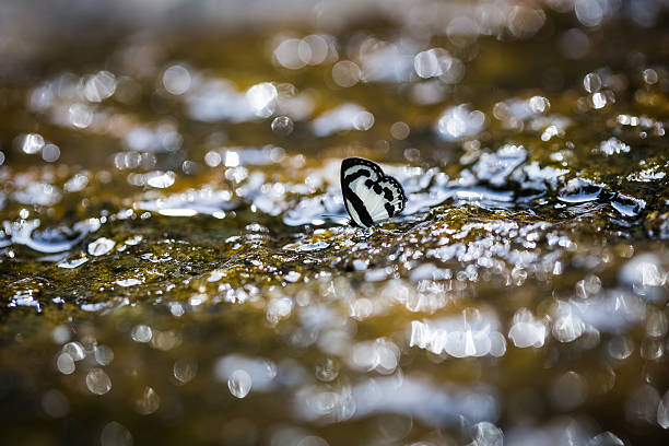 black and white wing butterflies on wet rock at Jedkot waterfall in Thailand