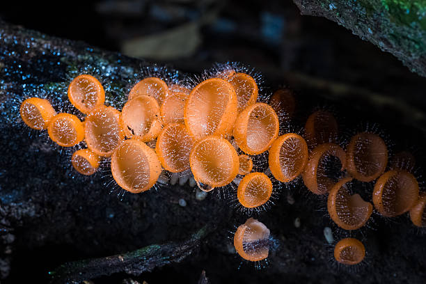 istock group of orange cup fungi in forest 590165168