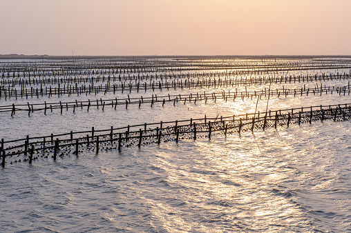 oyster farm in tainan by the sunset