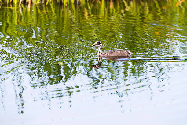 istock Juvenile great crested grebe swimming near reed 590166762