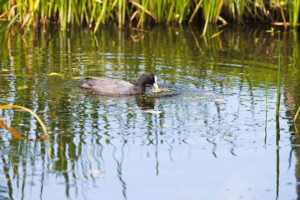 istock Coot pulling weed out of water in summer 590166940