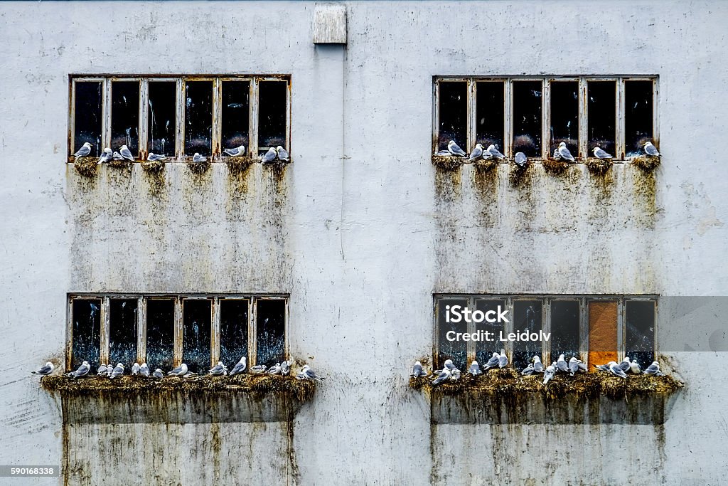 Squatters in bird life Seagulls nesting in old industry building, Lofoten, Northen Norway. Bird Stock Photo