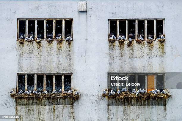 Squatters In Bird Life Stock Photo - Download Image Now - Bird, Bird's Nest, Camping