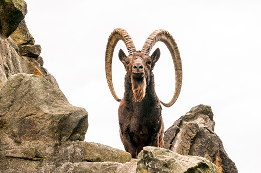 Big Horn ram sheep close up, near Pikes Peak climbing high on a rock outcrop in the Garden of the Gods with massive sandstone rock formation in background in Colorado Springs, Colorado USA of North America.