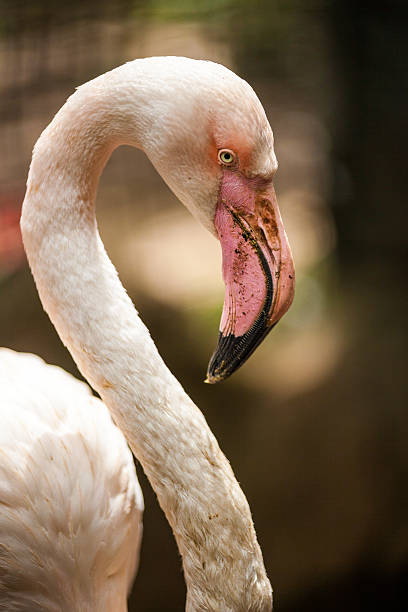 istock Flamingo in Bogor, Indonesia 590168772