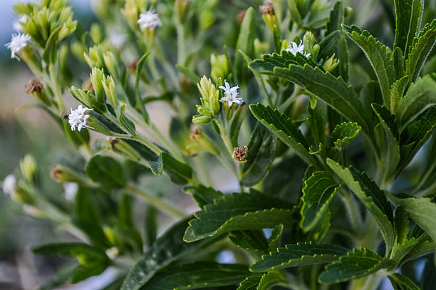 istock stevia plant with flowers and leaves 590169572