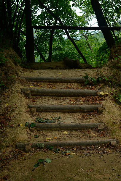 wood, staircase, forest, nature