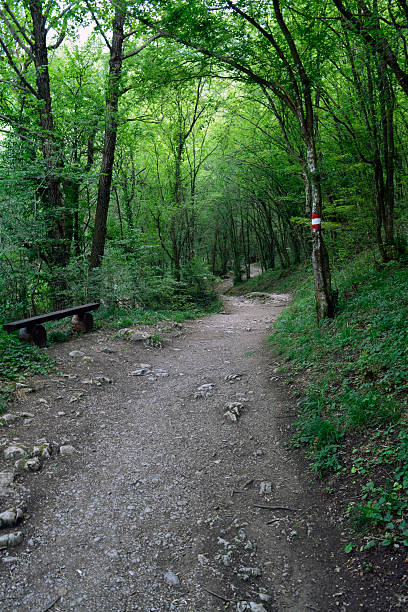 Hiking, trail, forest, stone, nature