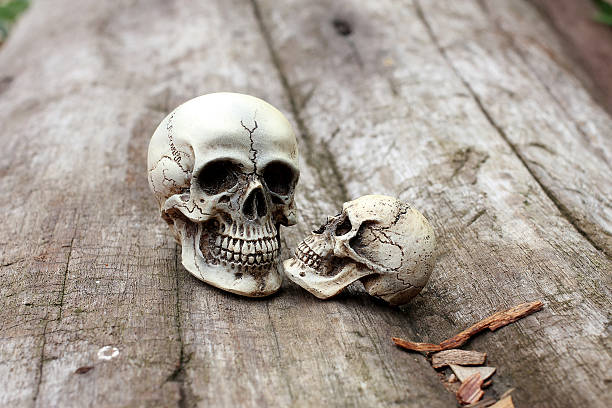 istock Human skull on old wood background in nature , still life 590170500