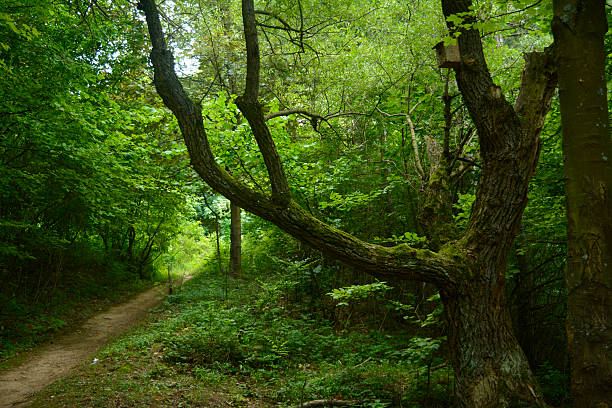 istock Hiking trail in the forest 590170524