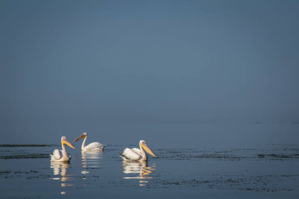 istock Pelicanes group on a water 590170718