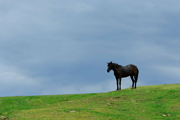 istock Black Horse in the Field 590171366