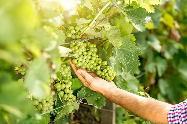 istock Taking care for the grape harvest 590171560