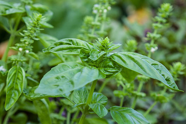 istock Fresh basil blooming outdoors 590171864