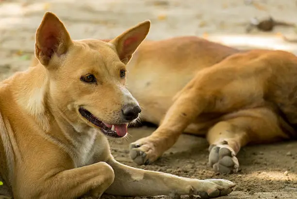 Photo of Thailand Dog Looking a Hope