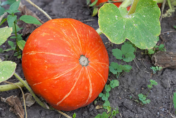 istock Big pumpkins growing in garden 590172164