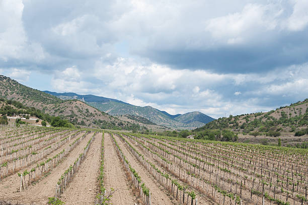 istock vineyards in Kutlaksky valley, Crimea 590172206