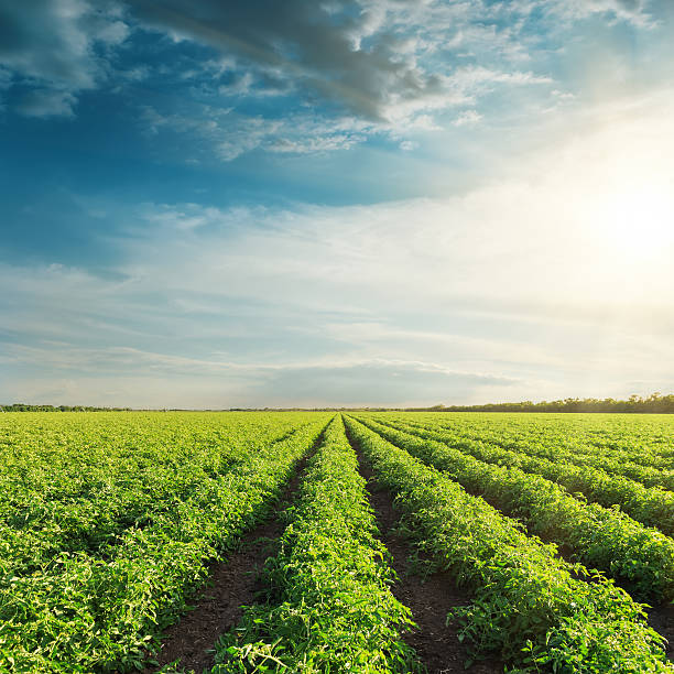 istock agricultural field with green tomatoes and sunset in clouds 590172890