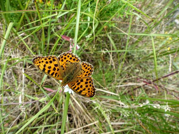 Silver-washed fritillary butterfly sitting on a wildflower