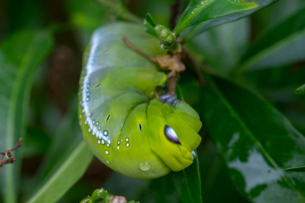 istock close up Caterpillar, green worm is eating leaf 590173332