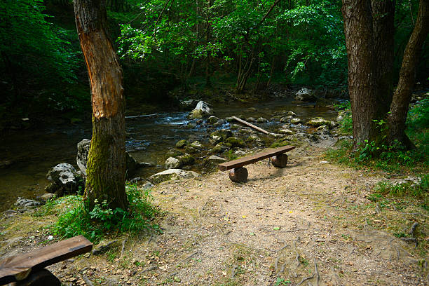 wood, table, bench, nature, picnic