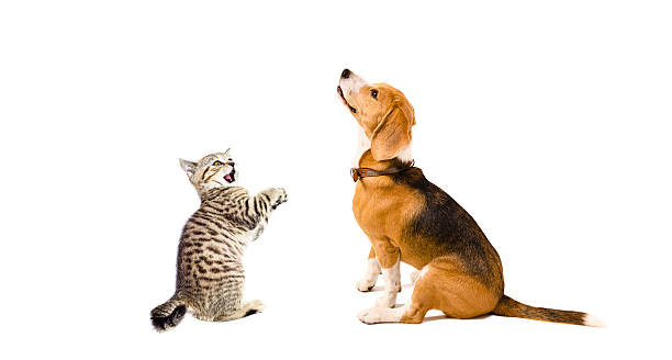 istock Curious Beagle dog and playful kitten Scottish Straight together 590173744