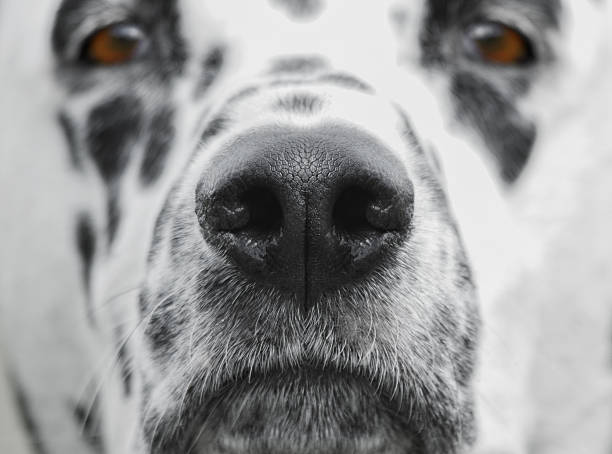 Beautiful and curious dog's nose stock photo