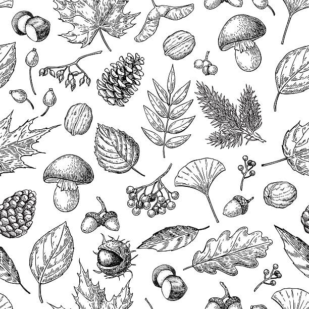 ilustraciones, imágenes clip art, dibujos animados e iconos de stock de patrón vectorial sin costuras de otoño con hojas, bayas, conos de abeto, - edible mushroom illustrations