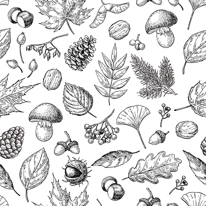 Autumn seamless vector pattern with leaves, berries, fir cones,