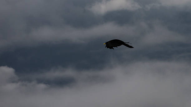 alpine cought in flight - cought imagens e fotografias de stock