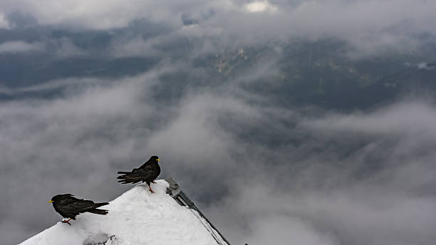 istock Alpine cought in front of cloudy sky 590174810