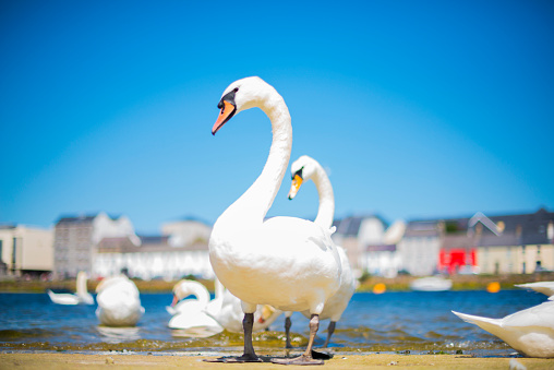 Beautiful mute swans in Galway city, Wild Atlantic Way, Ireland. 