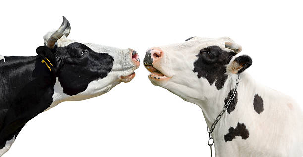 Vacas Graciosas - Banco de fotos e imágenes de stock - iStock Vacas Graciosas - Banco de fotos e imágenes de stock - iStock