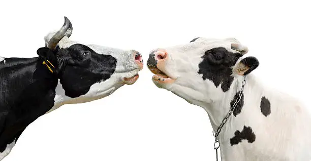 Photo of Two funny cow isolated on white