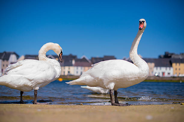 istock mute swans in Galway city. 590177674