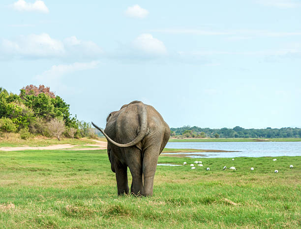 um elefante caminhando em direção ao lago, sri lanka - safari animals elephant rear end animal nose - fotografias e filmes do acervo