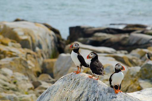 Group of three Atlantic puffins standing on a rock