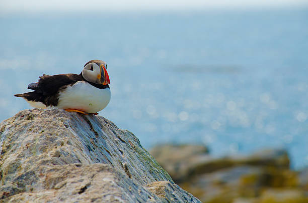istock puffins on a rock overlooking the sea 590178888