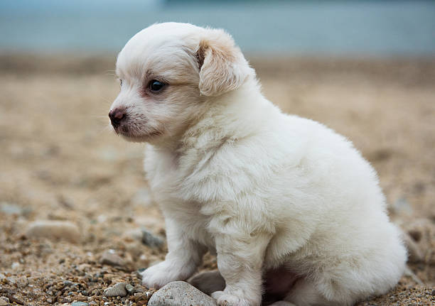 istock little puppy sitting on the beach 590179838