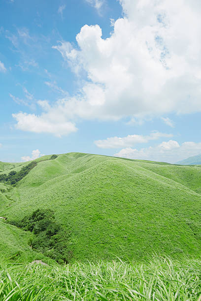 istock Landscape of Summer 590181036