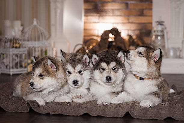 Malamute puppies lying on woolen plaid Malamute puppies lying on woolen plaid and warming themselves by the fireplace. Four puppies. Selective focus, toned image. Horizontal malamute stock pictures, royalty-free photos & images