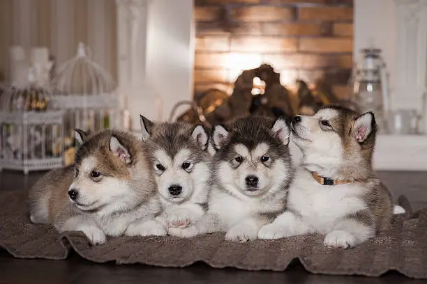 Malamute puppies lying on woolen plaid and warming themselves by the fireplace. Four puppies. Selective focus, toned image. Horizontal