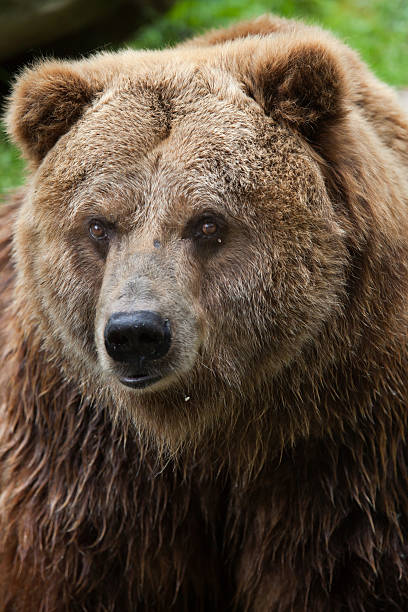 istock Mainland grizzly (Ursus arctos horribilis). 590181368