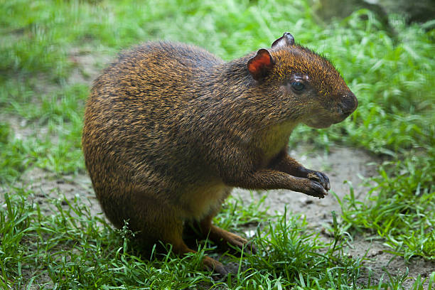 aguti america centrale (dasyprocta punctata) - agouti foto e immagini stock