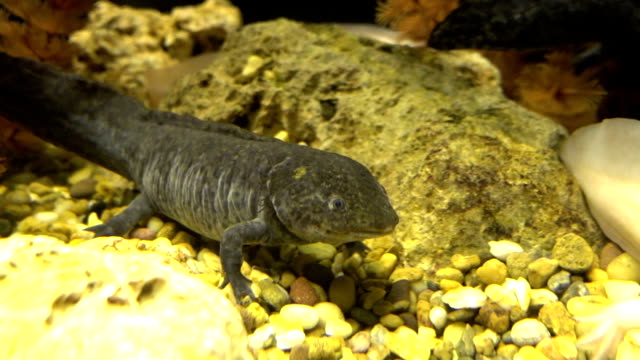 Close up of Salamander